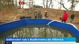 Stěhování ryb z Budkovanu do Olšovce