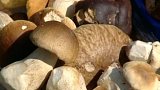 Nadprůměrná houbařská sezona