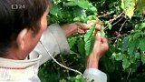 Kolumbie se vrací mezi kávové velmoci