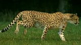 Írán bojuje o přežití gepardů