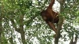 Naděje pro populaci orangutanů + rozhovor s T. Nekovářovou