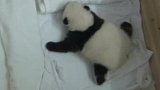 Těžký návrat ohrožených pand do přírody
