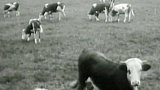 Elektrický plot hlídá krávy (1958)
