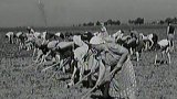 Brigádníci na polích (1949)