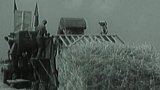 Na jižním Slovensku dozrál ječmen (1953)