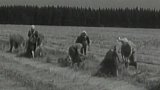 Vraclavští pěstují len (1953)
