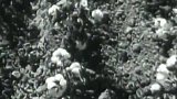Sklizeň bavlny v Uzbekistánu (1957)