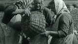 Třídění brambor přímo na poli (1962)