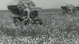 Karakum: bavlníkové plantáže (1970)