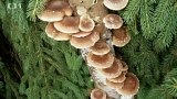 Exotické léčivé houby