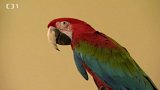 Chov velkých papoušků