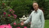 Rododendrony
