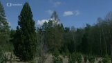 Arboreum Sofronka