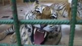 Plzeňská zoo