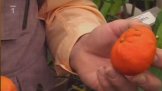 Sběratel citrusů