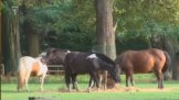 Zoopark Chomutov