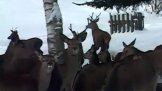 Jeleni v Krkonoších
