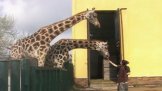 Chovatelem v ZOO