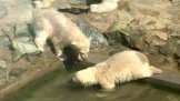 ZOO Brno