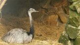 Děčínská ZOO