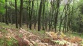 Ornamentální alej
