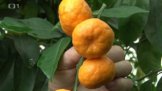 Pěstování citrusů