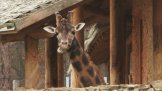 Zoologická zahrada Jihlava