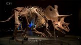 <u> Muzeum</u> dinosaurů v Praze