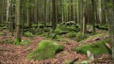 Menhiry v Zuklínském lese