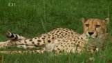 Safari park Dvůr Králové
