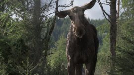 Amoosed: losí odysea