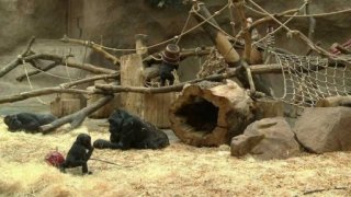 Gorilí povídání