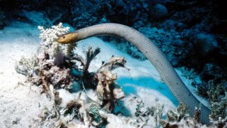 Mořští hadi