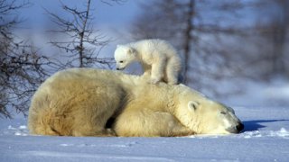 Medvědi na severním pólu