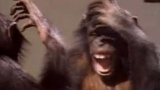 Proč se psi smějí a šimpanzi pláčou
