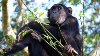 Soukromý život primátů