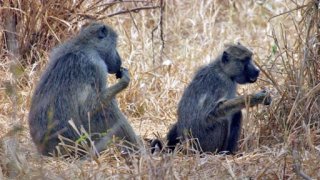 Soukromý život primátů