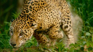 Stárnoucí jaguár
