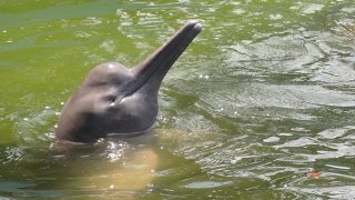 Delfínovec amazonský, Amazonie