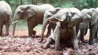 Slon africký, Tanzánie