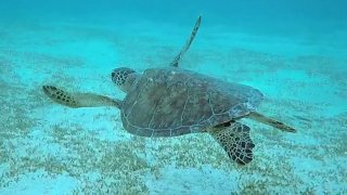 Češi zachraňují... mořské želvy v Indonésii