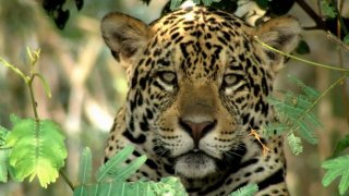 Tajemná Brazílie – Divoký Pantanal