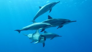 Komunikace s delfíny