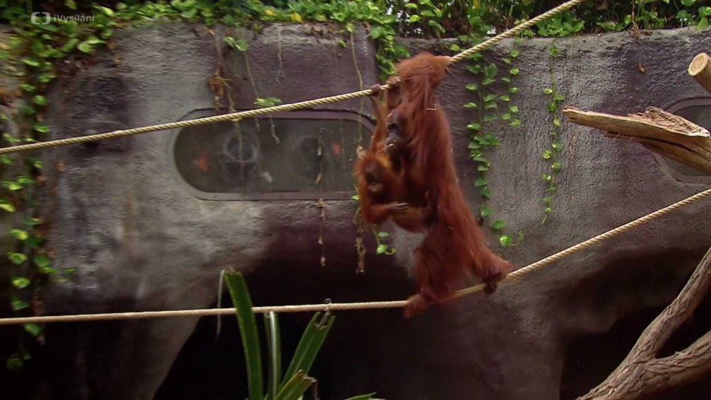 Orangutani - 1. část