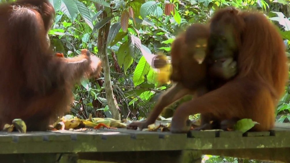Orangutani - 2. část