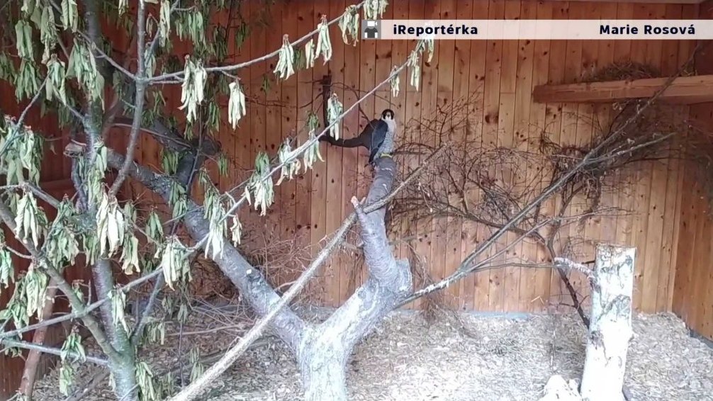 V záchranné stanici Pasíčka v Boru u Skutče