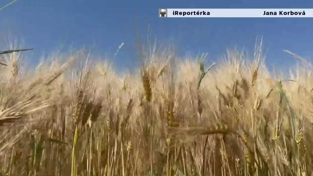 Zlaté pole a koupání v Malé Lečici