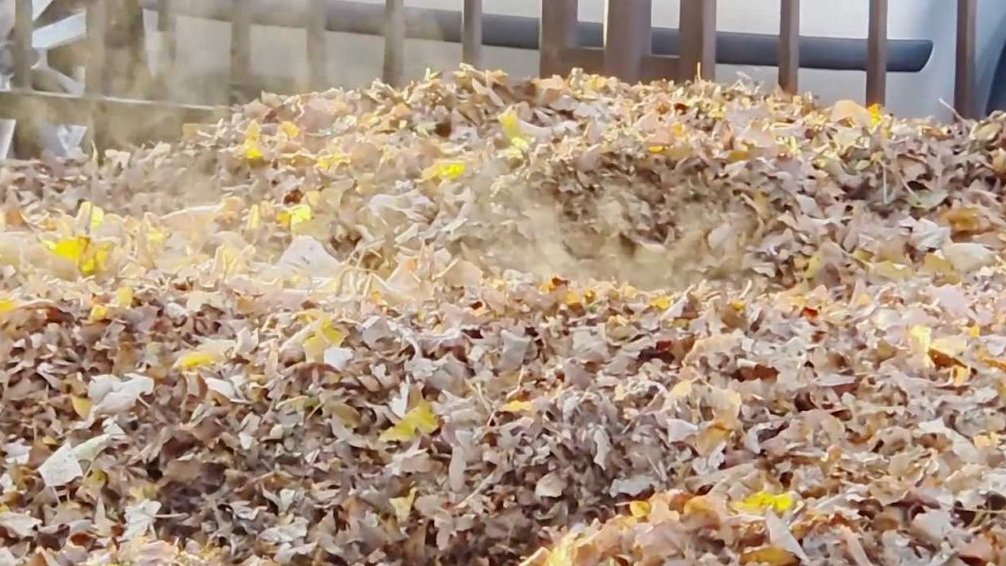 Vypařování jinovatky z listí