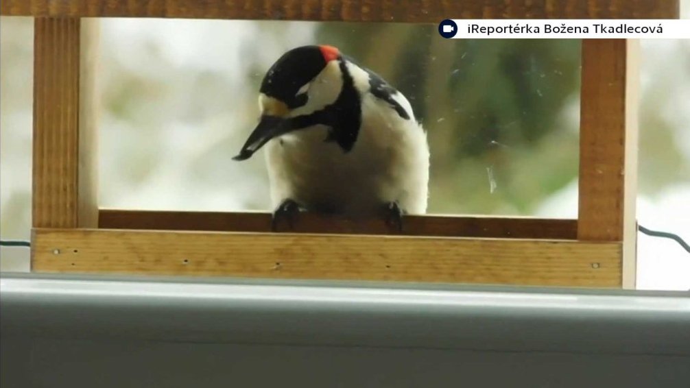 Dokrmování ptáků