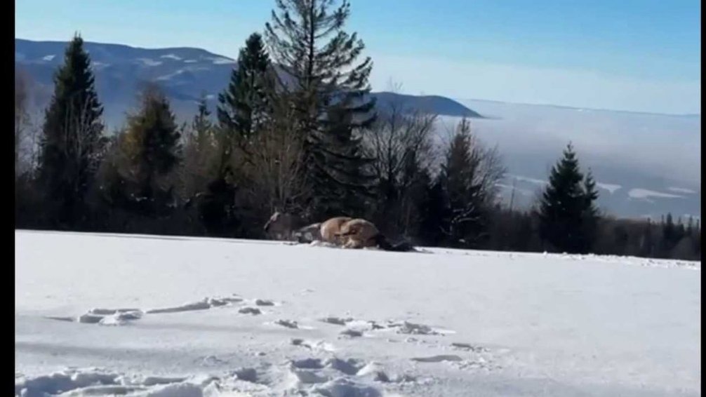 Koňská radost ve sněhu